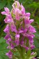   rosa Gartenblumen Knabenkraut, Gefleckte Orchideen / Dactylorhiza Foto