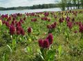   burgundy Garden Flowers Marsh Orchid, Spotted Orchid / Dactylorhiza Photo