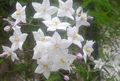   biały Ogrodowe Kwiaty Jagoda (Ziemniak Winorośli, Niebieski Ziemniaków Krzewów) / Solanum jasminoides, Solanum rantonnetii zdjęcie
