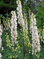   бял Градински цветове Омаяк / Aconitum снимка