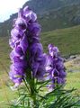   фиолетовый Садовые Цветы Аконит клобучковый / Aconitum Фото