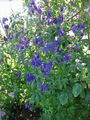   blau Gartenblumen Eisenhut / Aconitum Foto