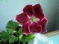   შინდისფერი ბაღის ყვავილები Hooded ფოთოლი ნემსიწვერა, ხე ნემსიწვერა, Wilde Malva / Pelargonium სურათი