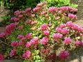   rosa Hage blomster Bergknapp / Sedum Bilde