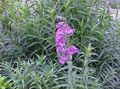   lilas les fleurs du jardin Foothill Penstemon, Penstemon Chaparral, Bunchleaf Penstemon / Penstemon x hybr, Photo