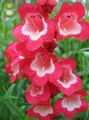   czerwony Ogrodowe Kwiaty Penstemon Hybrid / Penstemon x hybr, zdjęcie