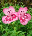   ροζ Λουλούδια κήπου Στους Πρόποδες Penstemon, Θάμνος Penstemon, Bunchleaf Penstemon / Penstemon x hybr, φωτογραφία