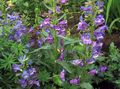   porpora I fiori da giardino Foothill Penstemon, Penstemon Chaparral, Bunchleaf Penstemon / Penstemon x hybr, foto