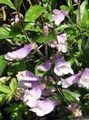   lila Flores de jardín Penstemon Oriental, Beardtongue Peluda Foto