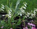   blanco Flores de jardín Penstemon Oriental, Beardtongue Peluda Foto