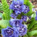   azul Flores de jardín Primavera / Primula Foto