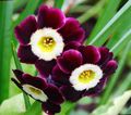   jak wino Ogrodowe Kwiaty Pierwiosnek / Primula zdjęcie