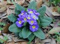   светло синьо Градински цветове Безстъблена Иглика / Primula снимка