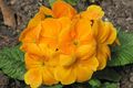   pomarańczowy Ogrodowe Kwiaty Pierwiosnek / Primula zdjęcie