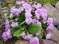   lilac Garden Flowers Primrose / Primula Photo