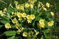   žltá Záhradné kvety Prvosienka / Primula fotografie