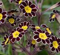   zwart Sleutelbloem / Primula foto