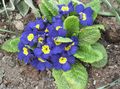   blau Gartenblumen Primel / Primula Foto