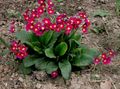  rojo Flores de jardín Primavera / Primula Foto
