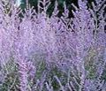   ライラック 庭の花 ロシアセージ / Perovskia atriplicifolia フォト
