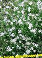   ホワイト 庭の花 チュニック花 / Petrorhagia フォト