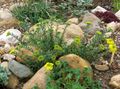   gelb Gartenblumen Korb Mit Gold / Alyssum Foto