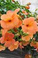   オレンジ 庭の花 ペチュニア / Petunia フォト