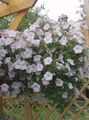   bijela Vrtne Cvjetovi Petunija / Petunia Foto