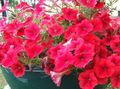   rød Hage blomster Petunia Bilde