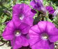   purpurowy Ogrodowe Kwiaty Petunia zdjęcie