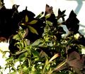   čierna Záhradné kvety Petúnie / Petunia fotografie