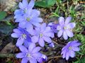   šviesiai mėlynas Sodo Gėlės Liverleaf, Usznica, Roundlobe Hepatica / Hepatica nobilis, Anemone hepatica Nuotrauka