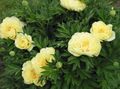   giallo I fiori da giardino Peonia / Paeonia foto