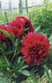   бордовий Садові Квіти Півонія / Paeonia Фото