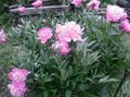   ვარდისფერი ბაღის ყვავილები პეონი / Paeonia სურათი