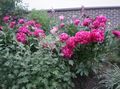   красный Садовые Цветы Пион / Paeonia Фото