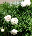   biely Záhradné kvety Pivonka / Paeonia fotografie