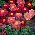   rød Hage blomster Malt Daisy, Golden Fjær, Golden Feverfew / Pyrethrum hybridum, Tanacetum coccineum, Tanacetum parthenium Bilde
