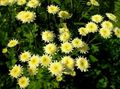   amarelo Flores do Jardim Margarida Pintada, Pena Dourada, Feverfew Dourado / Pyrethrum hybridum, Tanacetum coccineum, Tanacetum parthenium foto