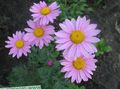   syrin Hage blomster Malt Daisy, Golden Fjær, Golden Feverfew / Pyrethrum hybridum, Tanacetum coccineum, Tanacetum parthenium Bilde