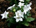   biały Ogrodowe Kwiaty Shirokokolokolchik (Platikodon) / Platycodon zdjęcie