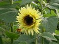   dzeltens Dārza Ziedi Saulespuķe / Helianthus annus Foto