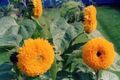   オレンジ 庭の花 ヒマワリ / Helianthus annus フォト