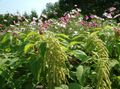   yeşil Bahçe Çiçekleri Amaranthus, Aşk-Yalan-Kanaması, Kiwicha / Amaranthus caudatus fotoğraf