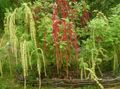 Amaranthus, Grá-Luíonn-Bleeding, Kiwicha
