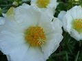   bílá Zahradní květiny Sluníčko Rostlina, Portulaca, Růže Mech / Portulaca grandiflora fotografie