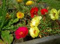   црвено Баштенске Цветови Сунце Биљка, Портулаца, Ружа Маховина / Portulaca grandiflora фотографија