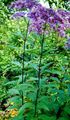   purpurowy Ogrodowe Kwiaty Stewia / Eupatorium zdjęcie