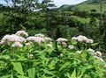   bela Vrtno Cvetje Vijolična Joe Pye Plevela, Sladko Joe Pye Weed / Eupatorium fotografija