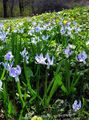   gaiši zils Dārza Ziedi Sibīrijas Squill, Scilla Foto